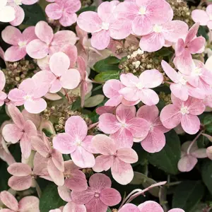 Hydrangea 'Switch Ophelia'